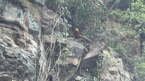 Golden Pheasant