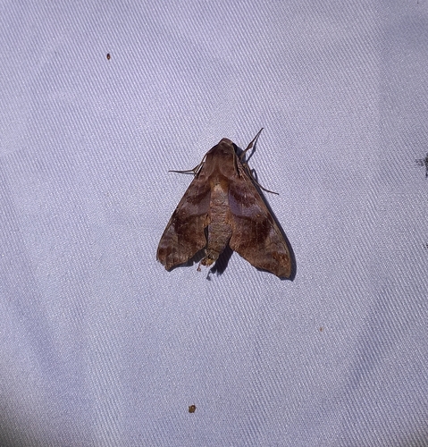 Acosmeryx anceus