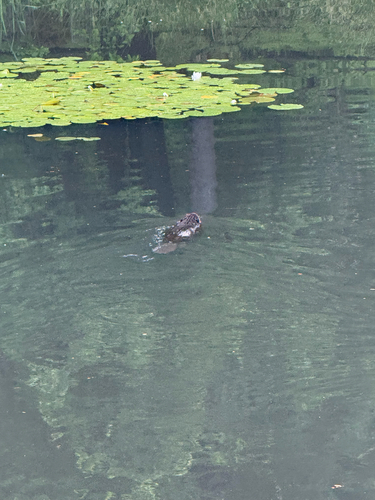 animal observation 3