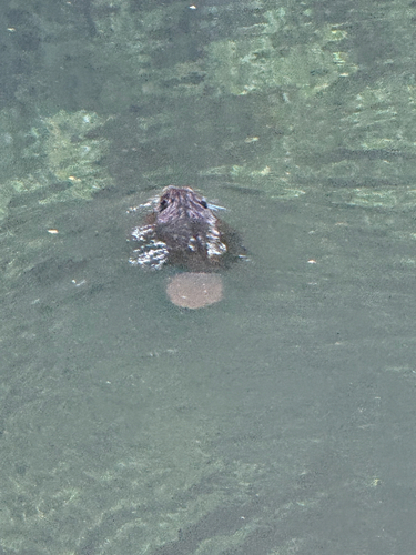 animal observation 2