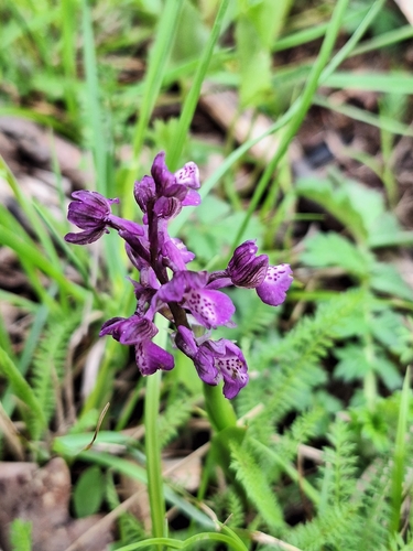 green-winged orchid