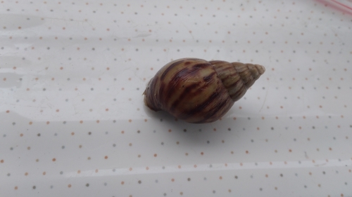 African Giant Snail