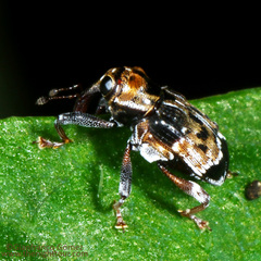 Image of Peridinetus nodicollis