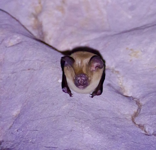 large Asian roundleaf bat