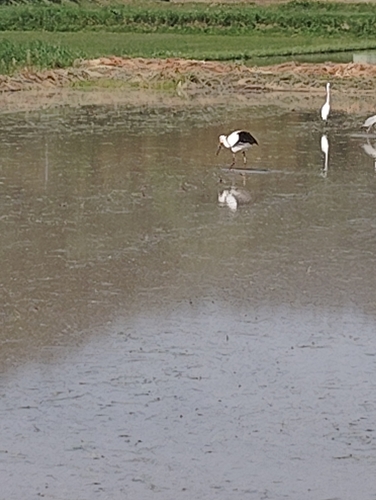 Oriental Stork