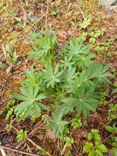 Large-leaved lupine