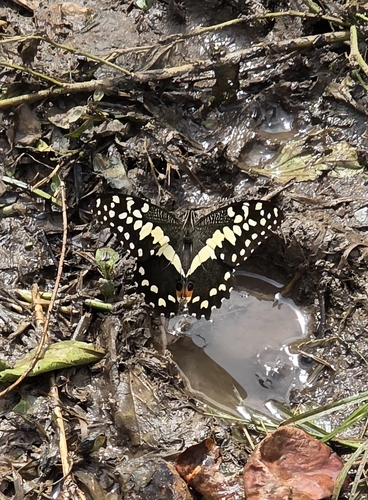 Citrus Swallowtail