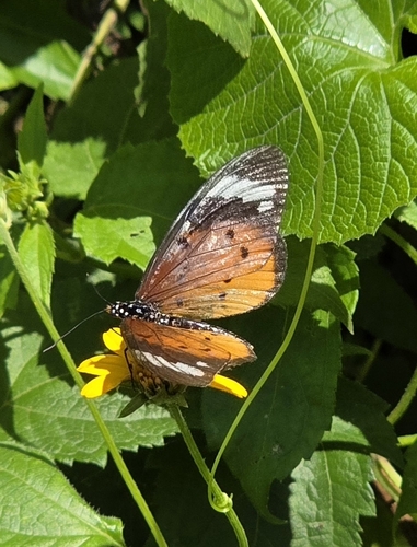 White-barred Amber