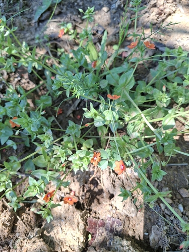 scarlet pimpernel