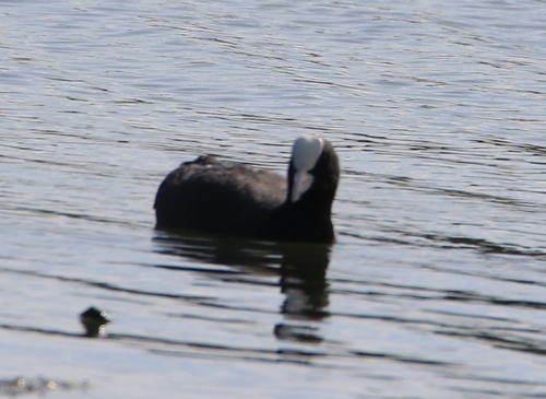 Eurasian Coot