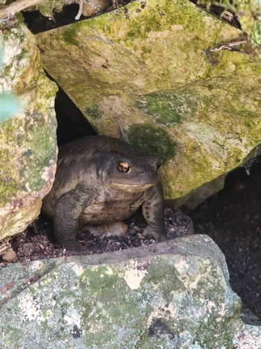 Spiny Toad