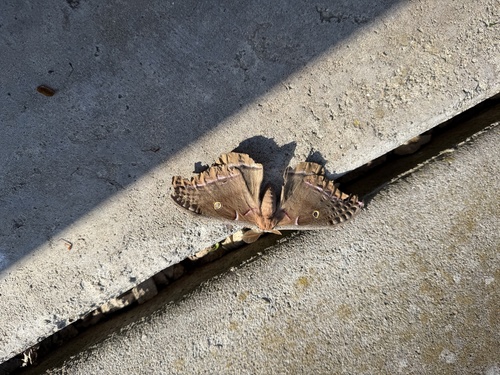 Polyphemus Moth
