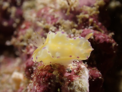 Ceratosoma palliolatum — seen at this dive site