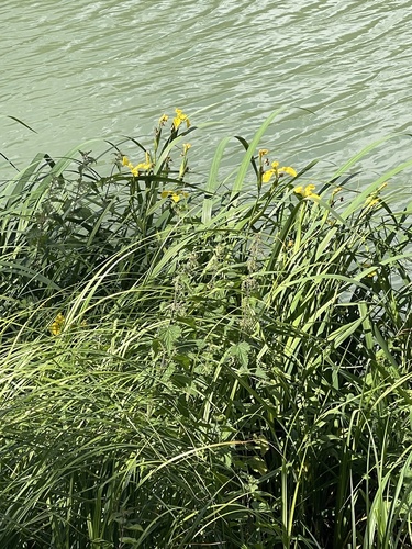 Yellow Iris