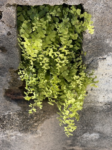black maidenhair fern