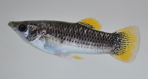 Sulphur Molly