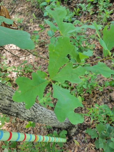 White Oak