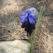 Muscari baeticum - Photo (c) Abdenour Kheloufi, all rights reserved, uploaded by Abdenour Kheloufi