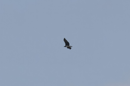 Martial Eagle