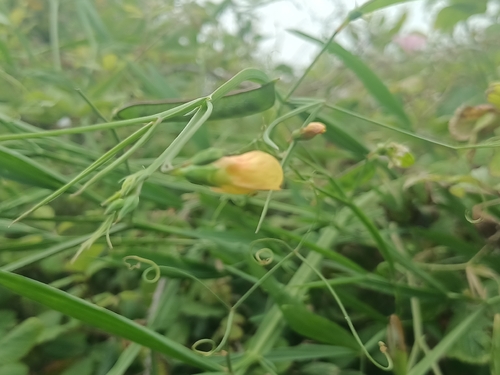 Fodder Pea