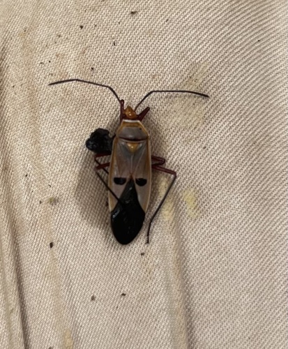 Dysdercus superstitiosus