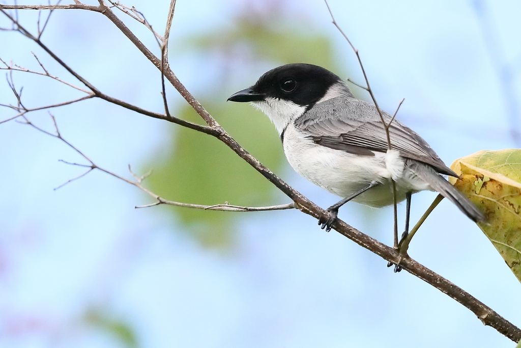 Wallacean Whistler photo