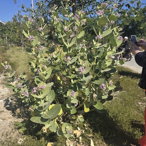 giant milkweed