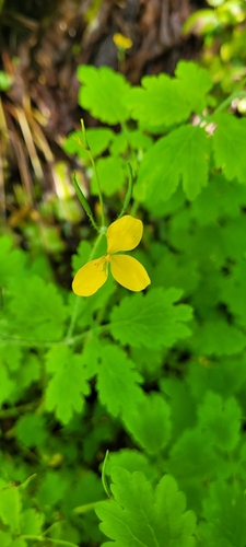 Greater celandine
