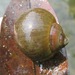 Chivita Snail - Photo (c) Michael Tobler, all rights reserved, uploaded by Michael Tobler