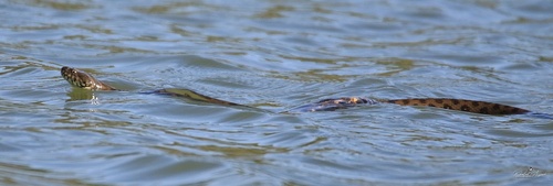 Viperine Snake