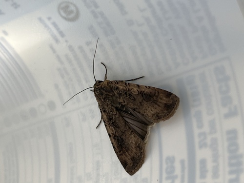 iNaturalist observation photo of Variegated Cutworm Moth