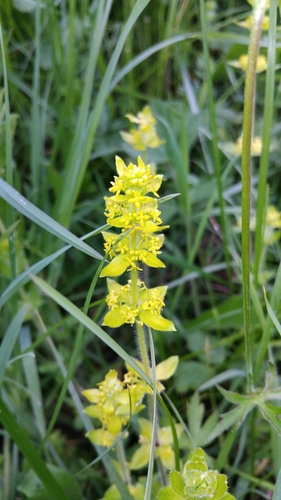 Crosswort