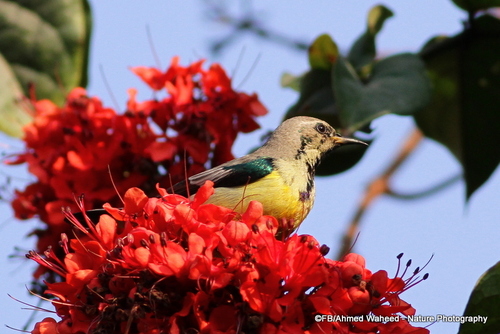 Nile Valley Sunbird