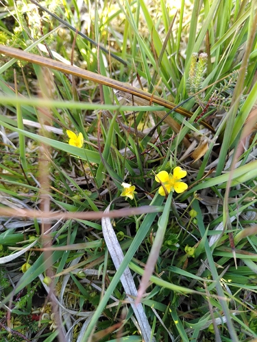English cinquefoil
