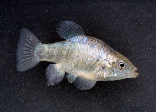 Cyprinodon nichollsi