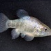 Jaragua Pupfish - Photo (c) Michael Tobler, all rights reserved, uploaded by Michael Tobler