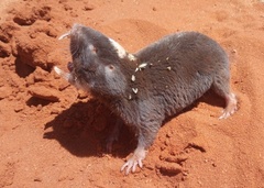 Rato-toupeira-da-damaralândia (Fukomys damarensis) · BioDiversity4All