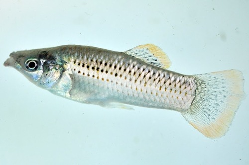 Sulphur Molly