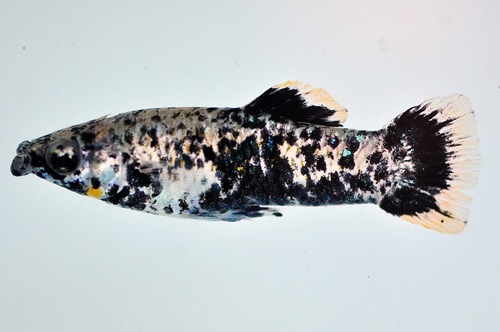 Sulphur Molly
