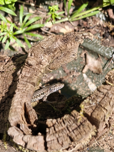 Common Wall Lizard