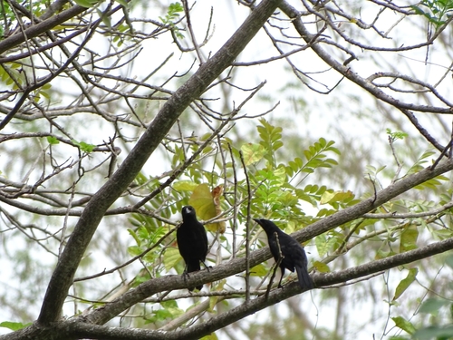 Scrub Blackbird