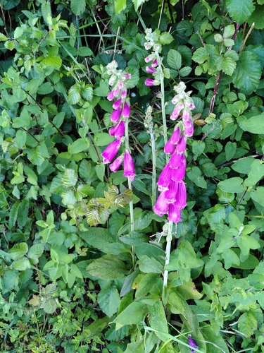 purple foxglove