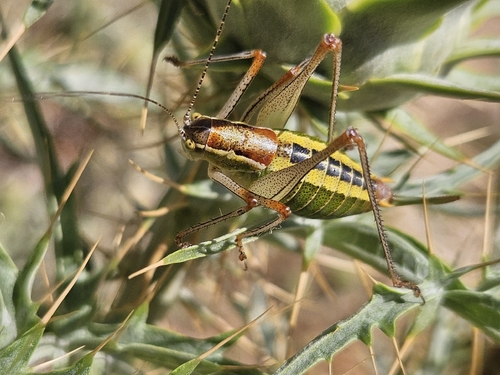 Ionian Bright Bush-Cricket