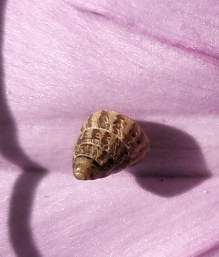 Small Pointed Snail