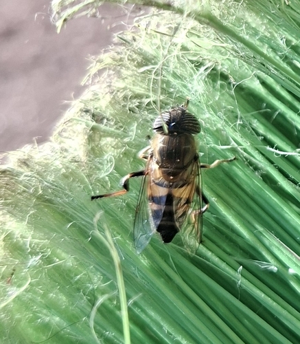 Stripe-eyed Lagoon Fly