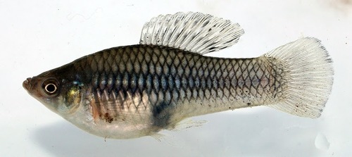 Variable Platyfish