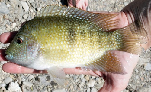 Lowland Cichlid