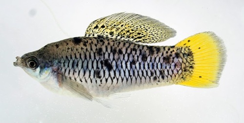 Sheepshead Swordtail