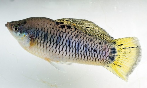 Sheepshead Swordtail