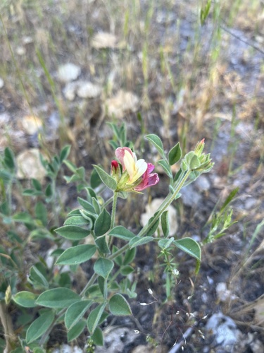iNaturalist observation photo of chaparral bird's-foot trefoil